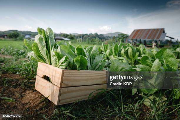 fresh vegetable green cos lettuce in wooden crate box container in the organic farm. - lechuga fotografías e imágenes de stock