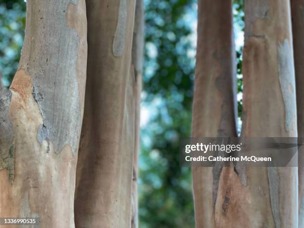 peeling tree bark of large established crape myrtle (or crepe myrtle) on idyllic tree-lined residential street in southern neighborhood - charlotte north carolina summer stock pictures, royalty-free photos & images