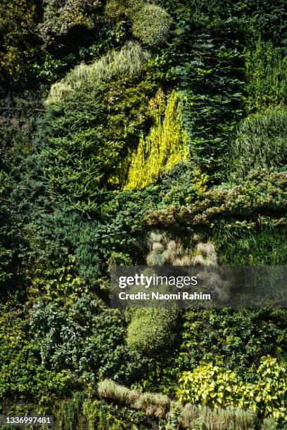 madrid green wall, lush green vertical garden - muschio foto e immagini stock