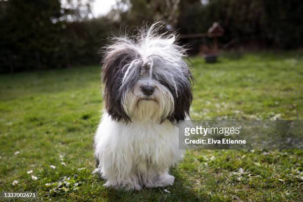 black and white dog with long tousled 'bed head' hair on his head, sitting on a lawn in a back yard - havanese stock pictures, royalty-free photos & images