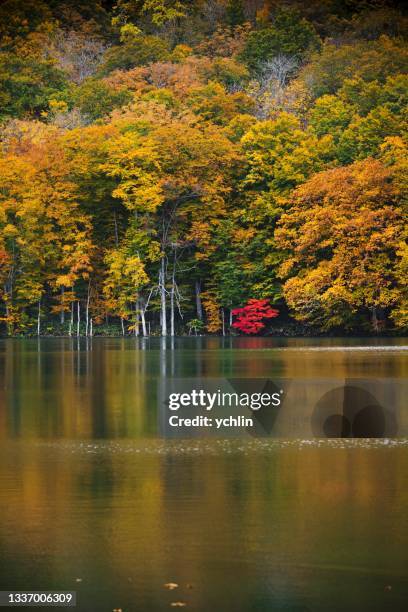 autumn scenery in tsuta numa pond - aomori prefecture stock pictures, royalty-free photos & images