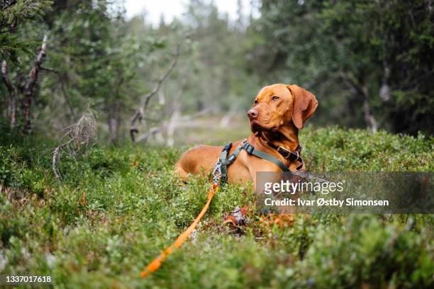beautiful sportive dog laying on the ground in the forest - hond stockfoto's en -beelden