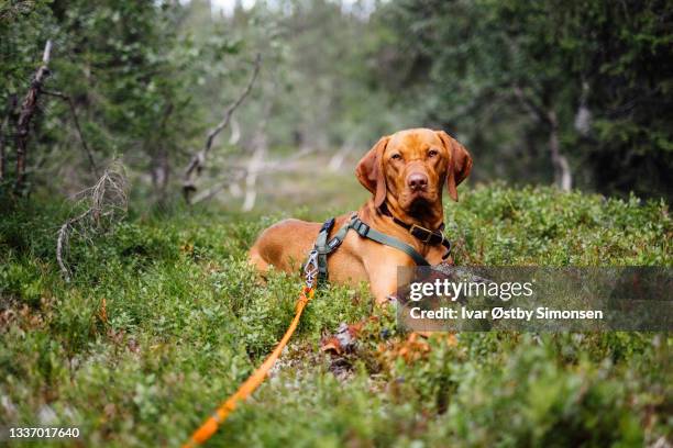 elegant sporty dog resting on the norwegian forest ground - berk stockfoto's en -beelden