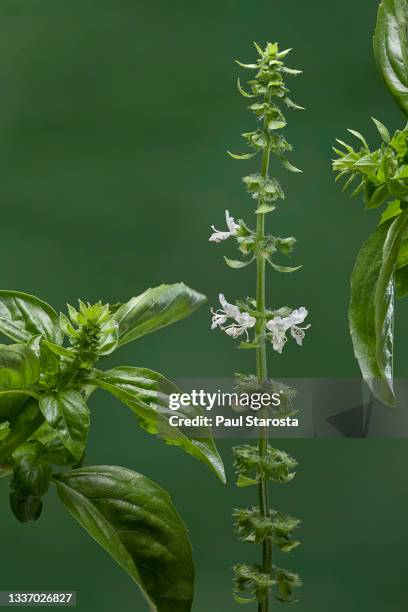 ocimum basilicum (basil, sweet basil) - inflorescence - hygiène alimentaire stock pictures, royalty-free photos & images