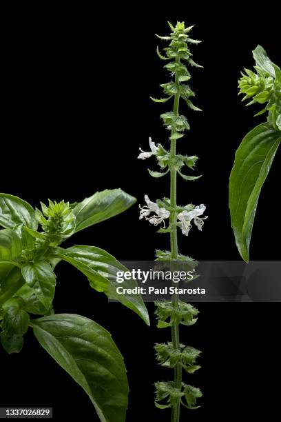 ocimum basilicum (basil, sweet basil) - inflorescence - hygiène alimentaire stock pictures, royalty-free photos & images