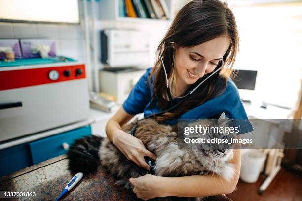 me encanta mi trabajo - veterinary fotografías e imágenes de stock