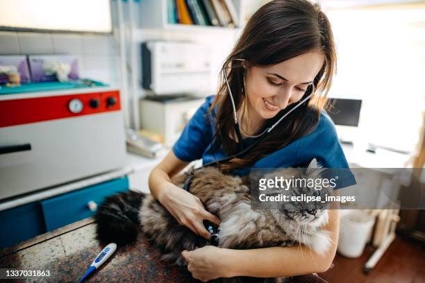 私は自分の仕事が大好きです - veterinary ストックフォトと画像