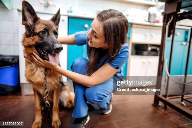 junge glückliche tierarzthelferin lächelt, während sie mit einem hund spielt. - veterinarian stock-fotos und bilder