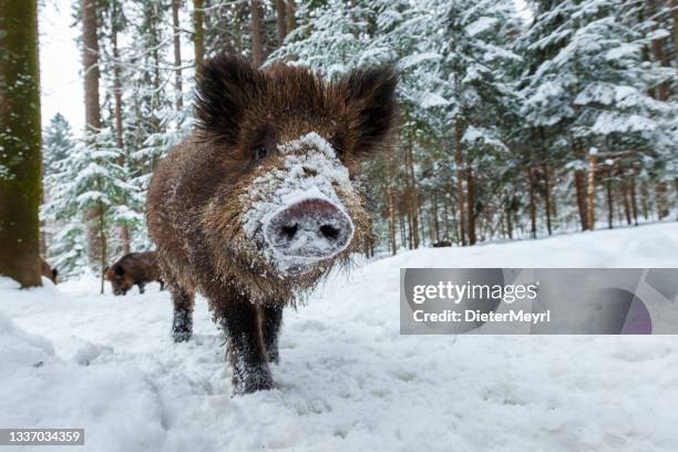 wildschwein lächelt in der winternatur vor der kamera - wildschwein stock-fotos und bilder