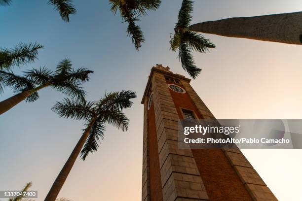 low angle view of clock tower and palm trees against sky - clock tower 個照片及圖片檔