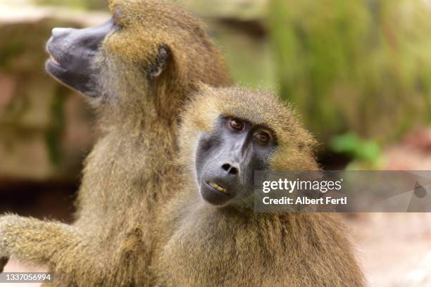 paviane - baboons stock-fotos und bilder