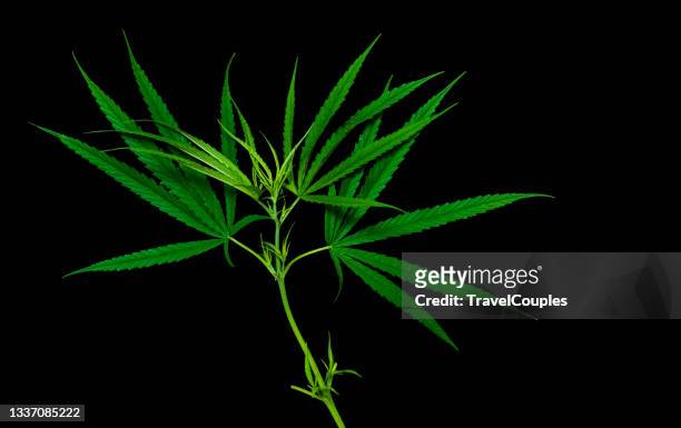 953 Marijuana Leaf Wallpaper Photos and Premium High Res Pictures - Getty  Images