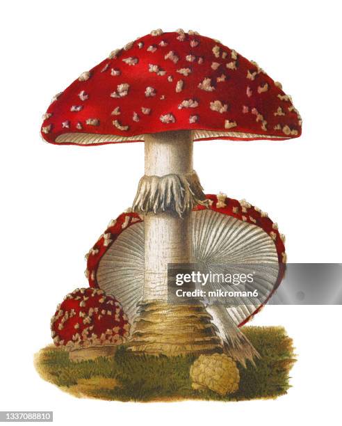 old chromolithograph illustration of a poisonous mushrooms, agaricus muscarius - hongos fotografías e imágenes de stock