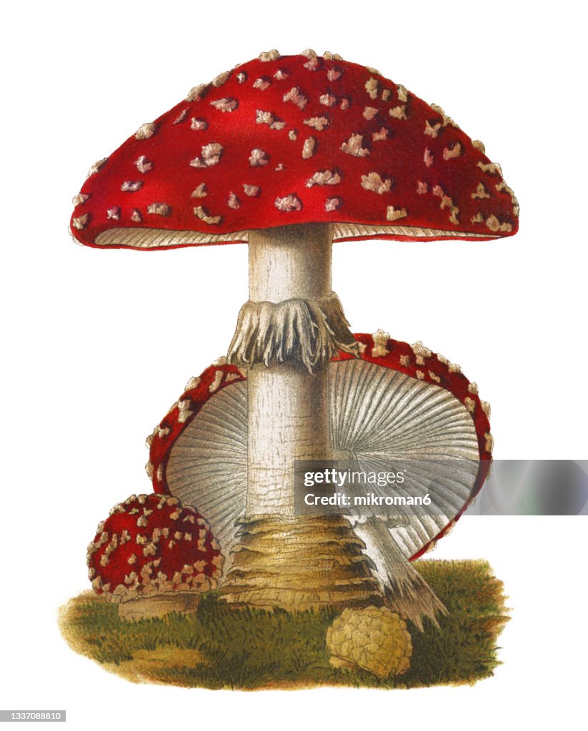 Old chromolithograph illustration of a poisonous mushrooms, Agaricus muscarius