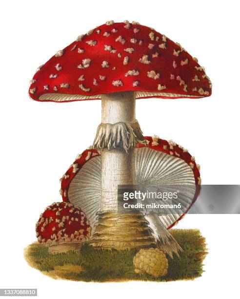 old chromolithograph illustration of a poisonous mushrooms, agaricus muscarius - vintage botany stock pictures, royalty-free photos & images