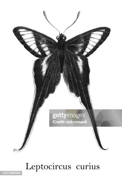 old chromolithograph illustration of entomology, white dragontail swallowtail butterfly (lamproptera curius) - camouflage moth stock pictures, royalty-free photos & images