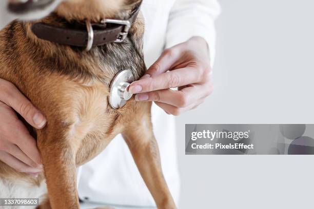 médico que escucha los latidos del corazón de un perro - animal hospital fotografías e imágenes de stock