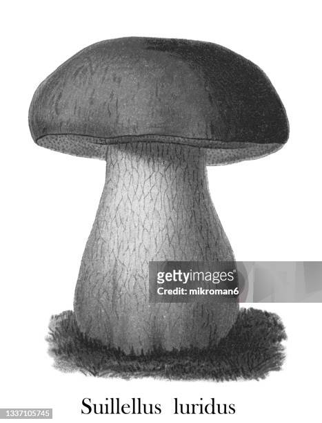 old chromolithograph illustration of a poisonous mushrooms, lurid bolete (suillellus luridus) - cèpes photos et images de collection