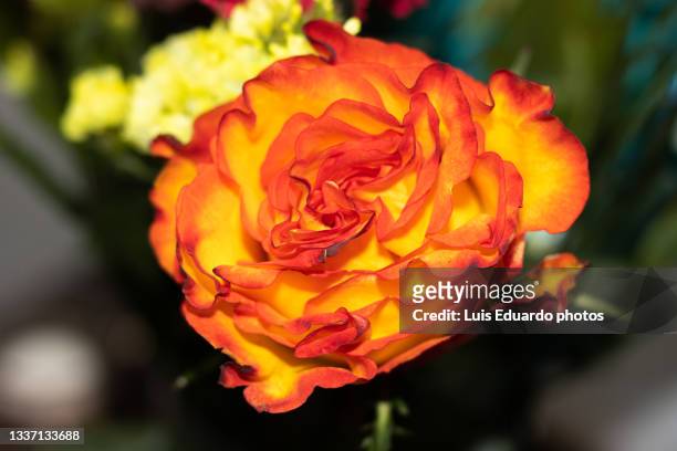 closeup of hybrid tea rose - begonia stockfoto's en -beelden