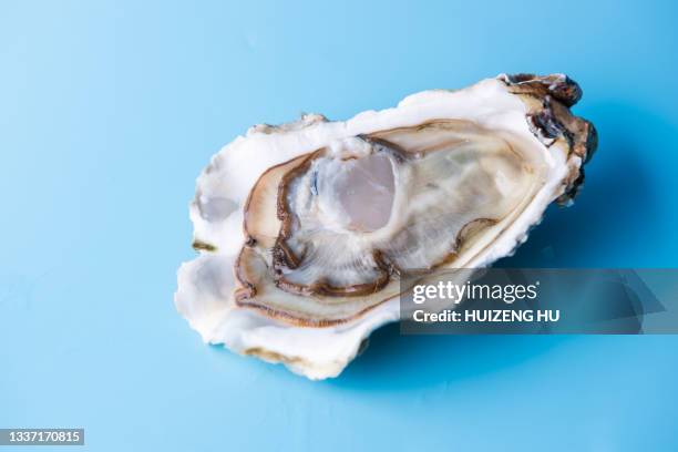 fresh raw oyster on blue background - oyster stock pictures, royalty-free photos & images