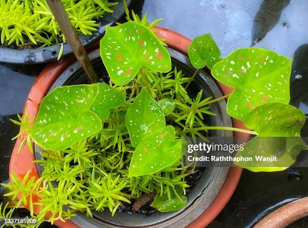 beauty of tropical caladium. - caladium fotografías e imágenes de stock