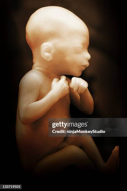 a unborn baby fetus still developing - foetus stockfoto's en -beelden