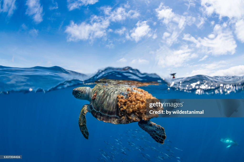 Loggerhead turtle and school of bait fish, Atlantic Ocean, The Azores.