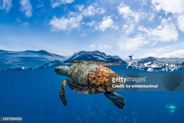 loggerhead turtle and school of bait fish, atlantic ocean, the azores. - school of fish ストックフォトと画像