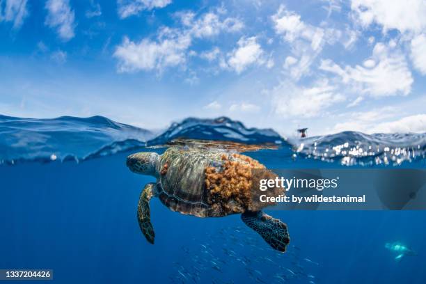 loggerhead turtle and school of bait fish, atlantic ocean, the azores. - loggerhead turtle stock pictures, royalty-free photos & images