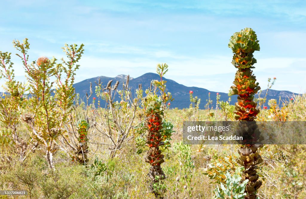 Royal Hakea