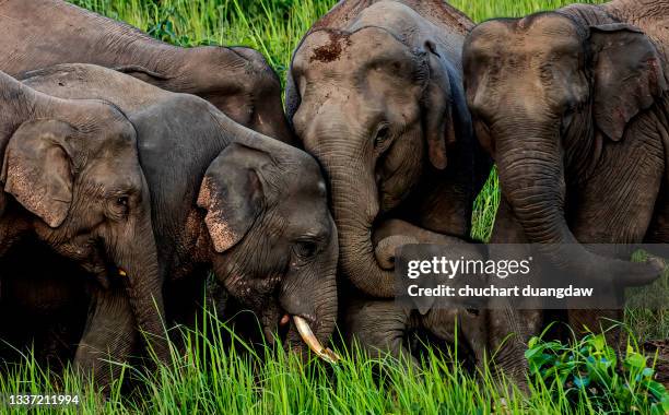 elephant and baby in the green meadow the wild - elefante asiático fotografías e imágenes de stock