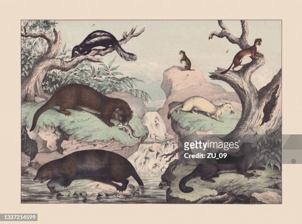 predators (mustelidae), hand-colored chromolithograph, published in 1869 - sable 幅插畫檔、美工圖案、卡通及圖標