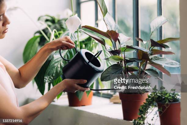 consejos simples para el cuidado de las plantas de interior para mantener sus plantas saludables - lili gentle fotografías e imágenes de stock