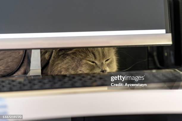 Cat Computer Sleep Computer Sleep Mode Photos and Premium High Res Pictures - Getty Images