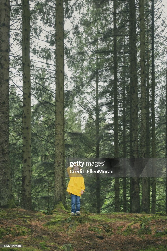 Small Child Tall Trees