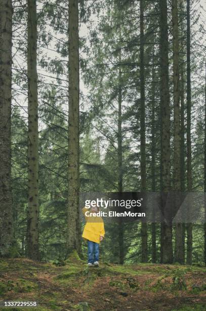 small child tall trees - next i moran stock pictures, royalty-free photos & images
