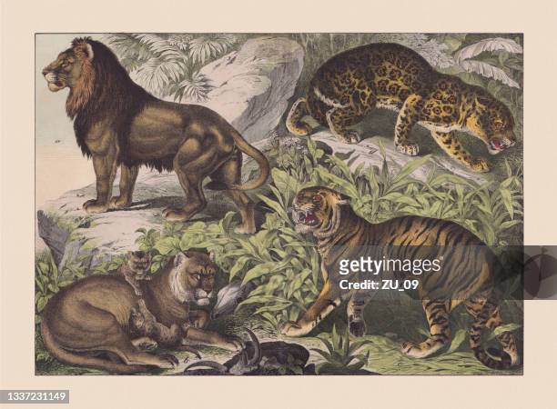 predators (felidae), handkolorierte chromolithographie, veröffentlicht 1869 - african print stock-grafiken, -clipart, -cartoons und -symbole