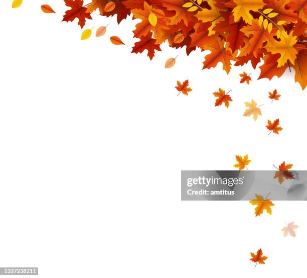 stockillustraties, clipart, cartoons en iconen met autumn template - japanse vallende bladeren