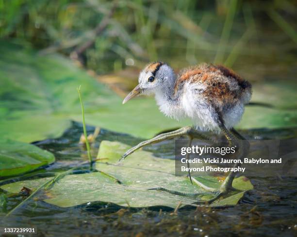cute little jacana bird with large feet on waterlily at amboseli, kenya - gallito de agua africano fotografías e imágenes de stock