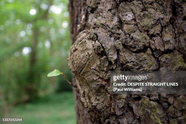 the skin i'm in (english oak bark) - tree trunk bildbanksfoton och bilder