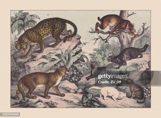 predators (felidae), hand-colored chromolithograph, published in 1869 - leopard stock illustrations