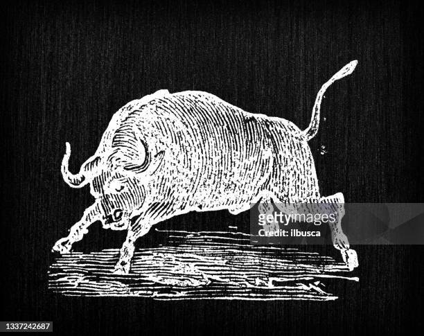 antique engraving illustration: bull - the bulls stock illustrations
