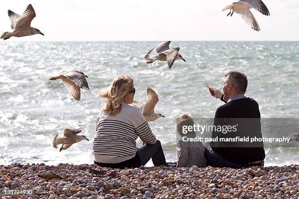 family feeding seagulls on beach - brighton beach foto e immagini stock