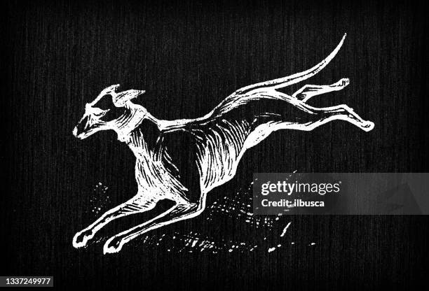 antique engraving illustration: dog - hound stock illustrations