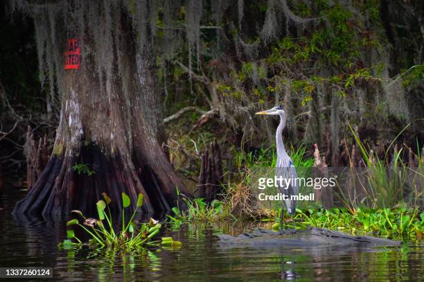 blue heron on the bayou l'ours - kraemer la - watershed 2017 stock pictures, royalty-free photos & images