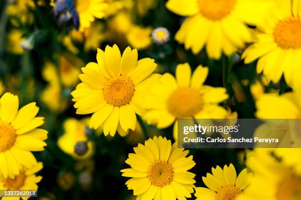 coleostephus myconis - calendula stock pictures, royalty-free photos & images