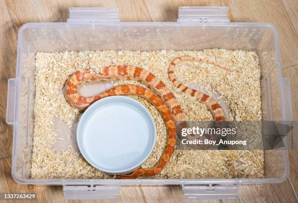 corn snake living as pet in plastic box. - corn snake stockfoto's en -beelden