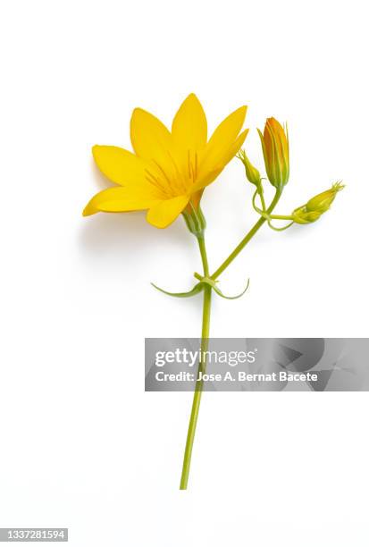 close up of yellow wild daisy on a white background cut-out. - una sola flor fotografías e imágenes de stock