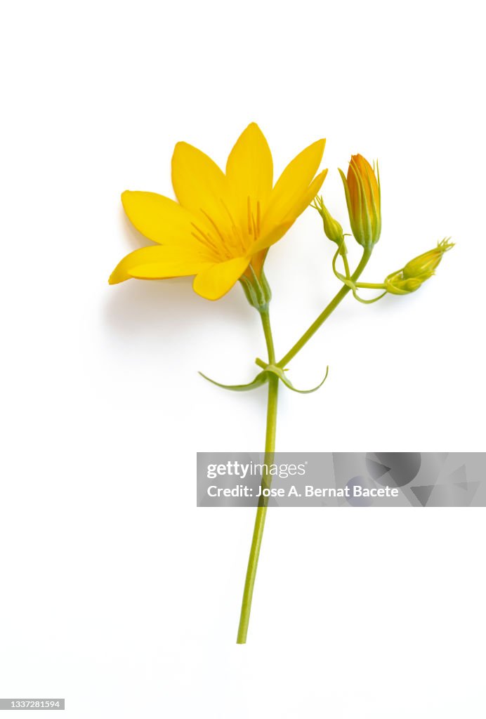 Close up of yellow wild daisy on a white background cut-out.