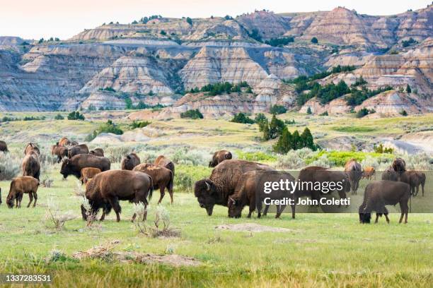 bison - theodore roosevelt national park - north unit - north dakota - theodore roosevelt national park stockfoto's en -beelden